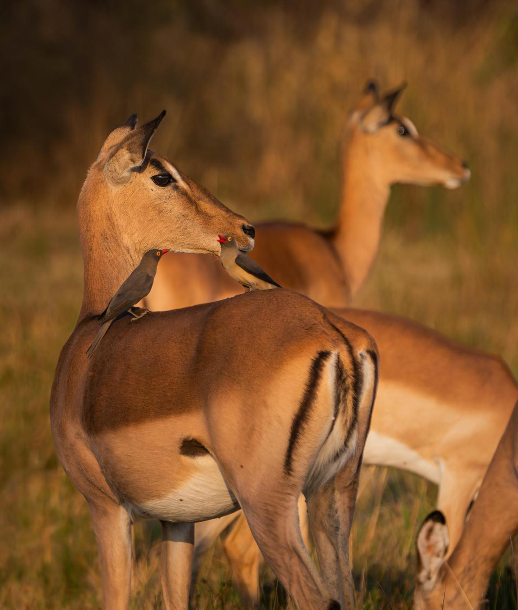 Out In Africa Wildlife Lodge ハマンスクラール エクステリア 写真