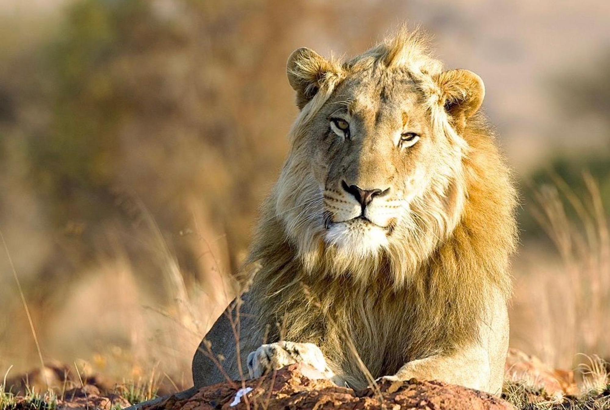 Out In Africa Wildlife Lodge ハマンスクラール エクステリア 写真