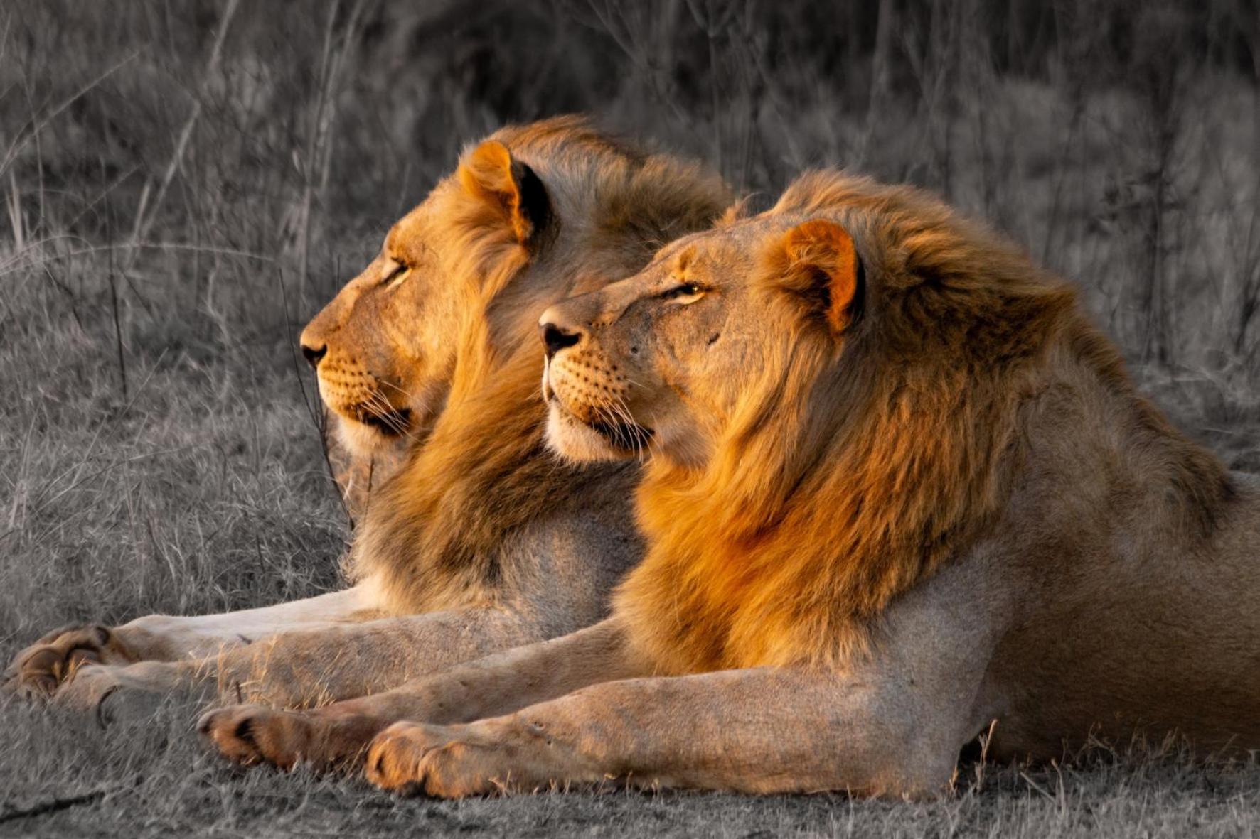Out In Africa Wildlife Lodge ハマンスクラール エクステリア 写真
